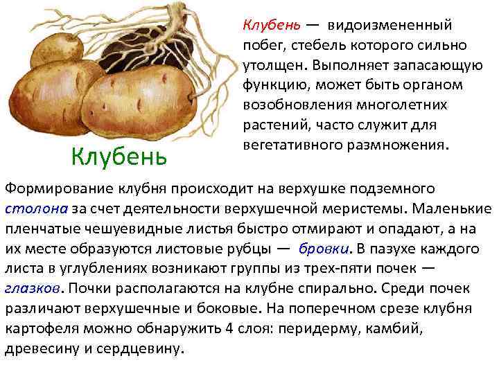 Клубень — видоизмененный побег, стебель которого сильно утолщен. Выполняет запасающую функцию, может быть органом