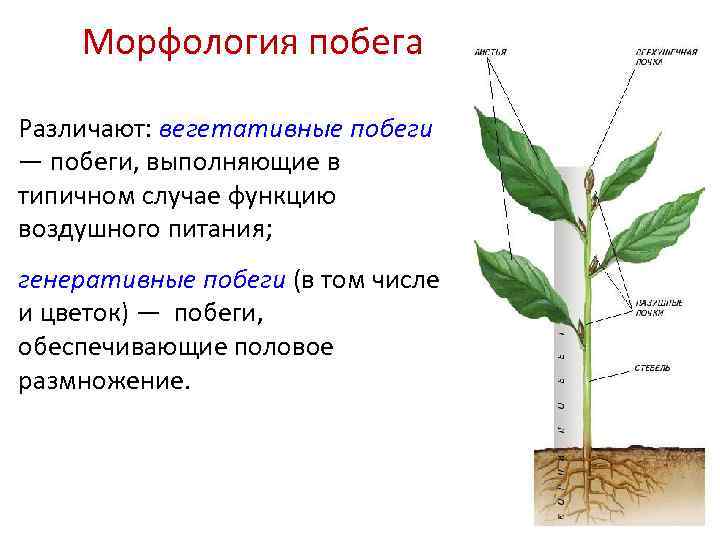 Морфология побега Различают: вегетативные побеги — побеги, выполняющие в типичном случае функцию воздушного питания;