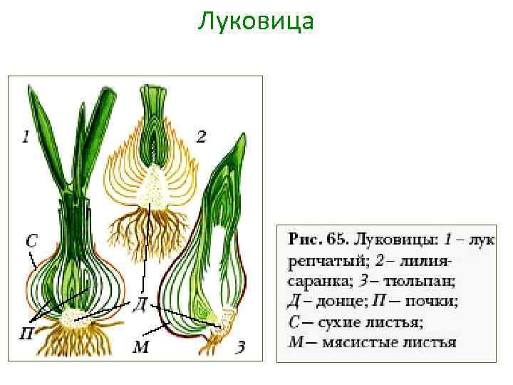 Цветная схема лук