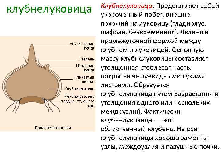 клубнелуковица Клубнелуковица. Представляет собой укороченный побег, внешне похожий на луковицу (гладиолус, шафран, безвременник). Является