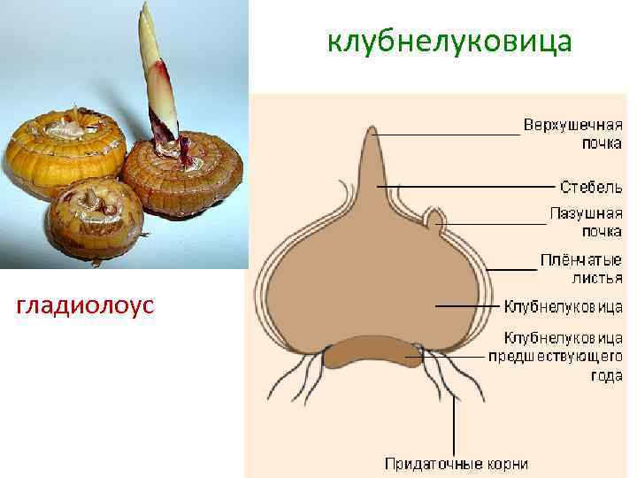 клубнелуковица гладиолоус 
