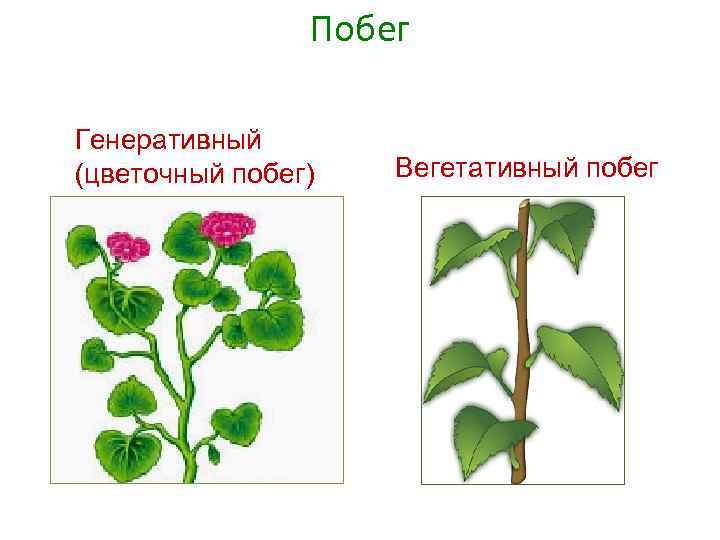 Вегетативный побег примеры растений