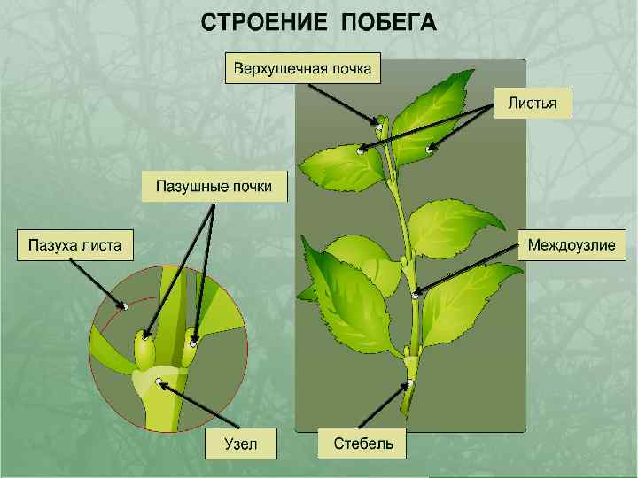 Строение побега 
