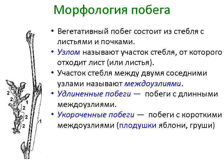Морфология побега • Вегетативный побег состоит из стебля с листьями и почками. • Узлом
