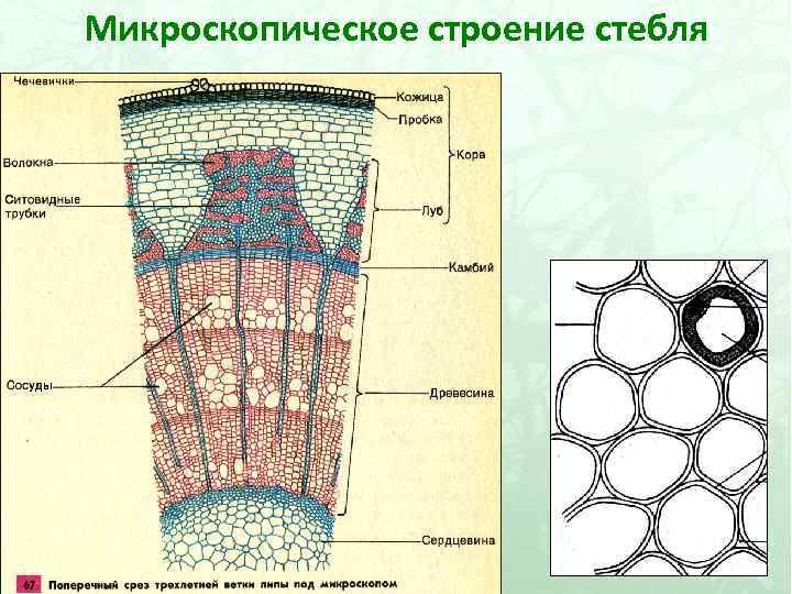 Микроскопическое строение стебля 