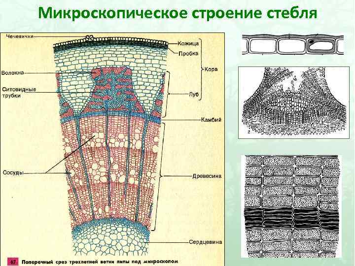 Строение ветки дерева биология 6. Поперечный срез стебля осоки. Клеточное строение стебля. Поперечный срез стебля купены. Поперечный срез ветки биология 6 класс.