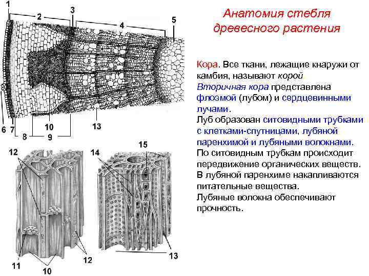 Анатомия стебля древесного растения Кора. Все ткани, лежащие кнаружи от камбия, называют корой. Вторичная