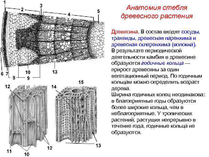 Анатомия стебля древесного растения Древесина. В состав входят сосуды, трахеиды, древесная паренхима и древесная
