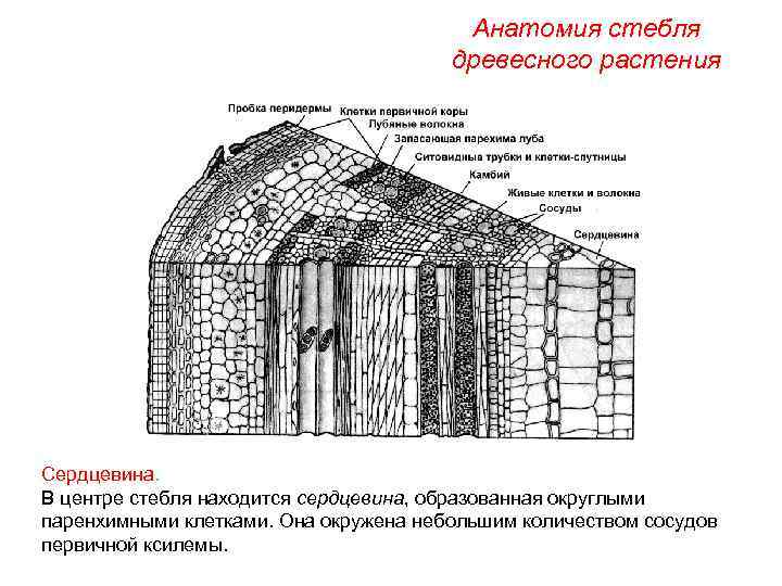 Анатомия стебля древесного растения Сердцевина. В центре стебля находится сердцевина, образованная округлыми паренхимными клетками.