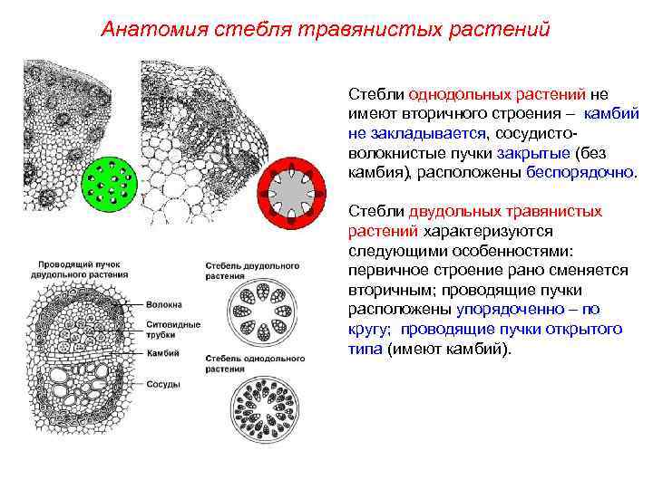 Схема строения стебля двудольного травянистого растения