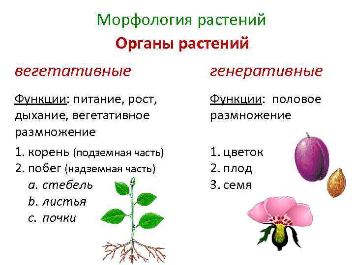 Тела растений имеет строение. Вегетативные органы и генеративные органы растений таблица. Функции вегетативных органов растений 6 класс. Морфология цветковых растений. Генеративные структуры цветкового растения.