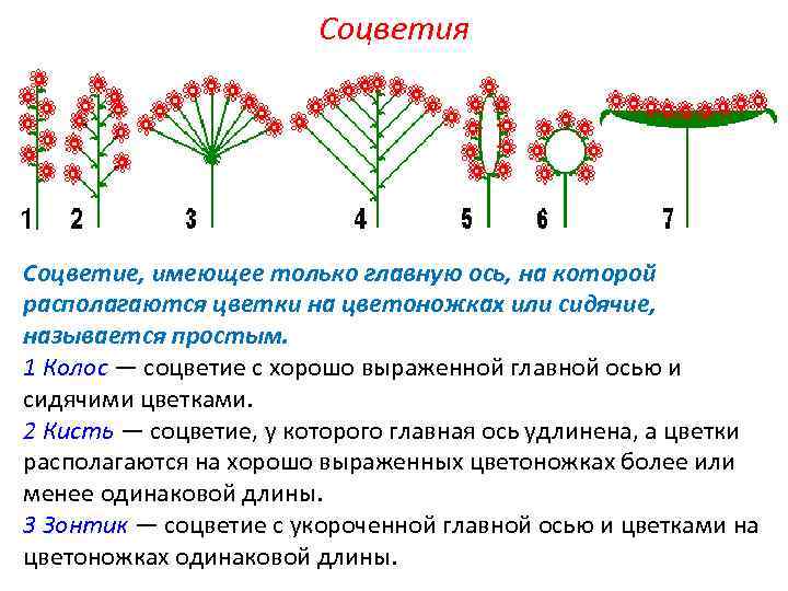 Генеративные органы цветки соцветия