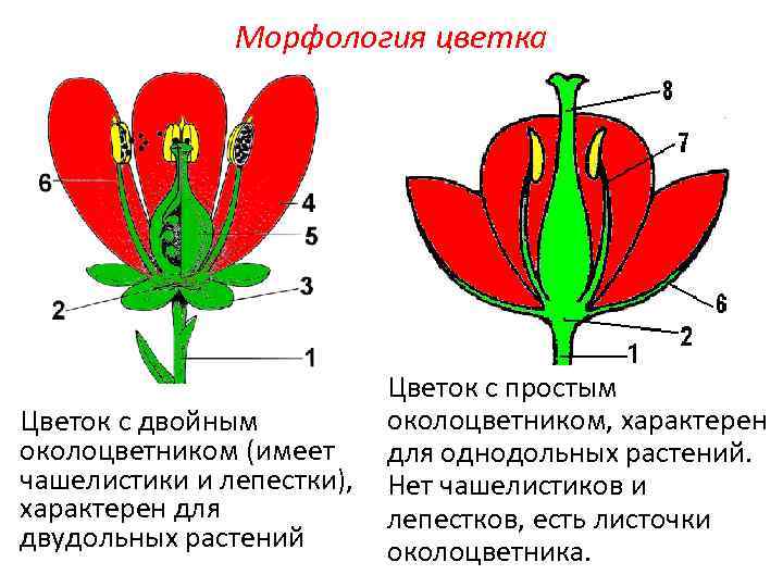 Какой признак показанный на диаграмме цветка позволяет определить принадлежность растения двудольные