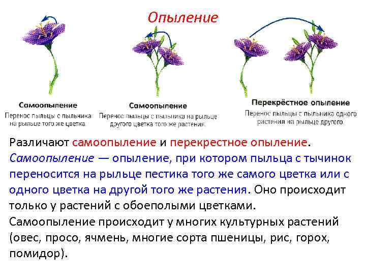 Перекрестное опыление фото