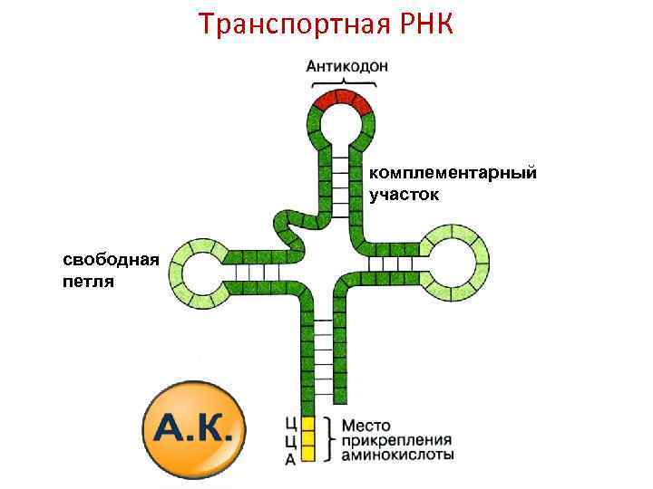 Транспортная РНК комплементарный участок свободная петля 