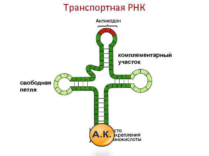 Строение рнк рисунок