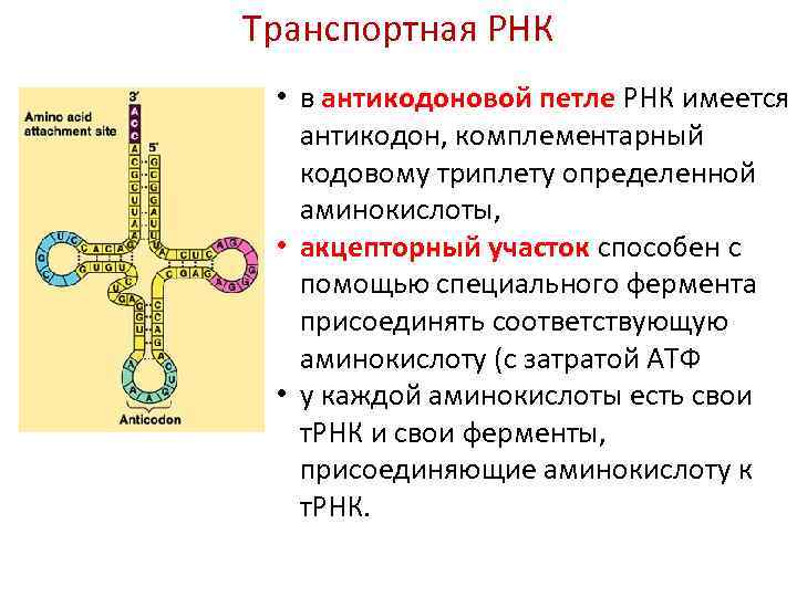 Триплет трнк. Функции антикодоновой петли ТРНК. Акцепторный участок ТРНК функции. Роль антикодоновой петли ТРНК. Триплет транспортной РНК.