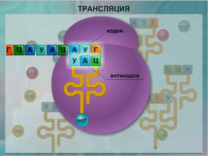 Трансляция 