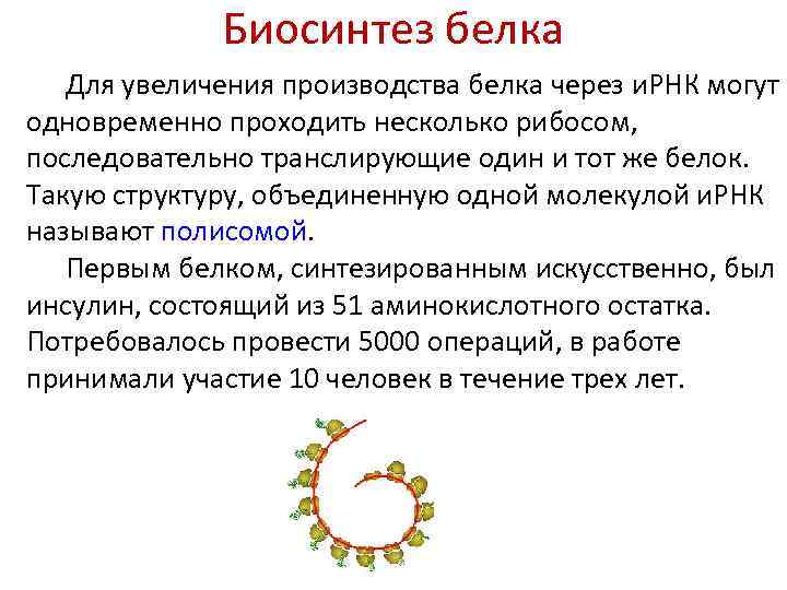 Биосинтез белка Для увеличения производства белка через и. РНК могут одновременно проходить несколько рибосом,