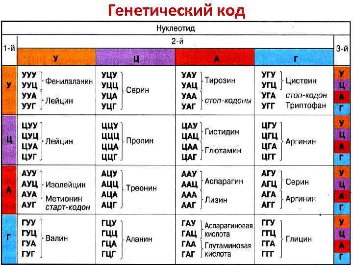 2 генетический код