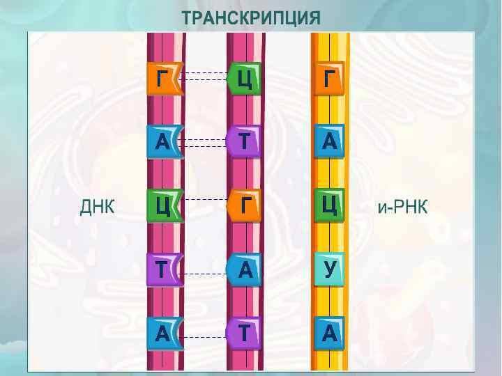 Схема реализации наследственной информации в клетке