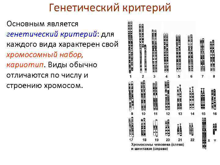 Используя генетический. Кариотип человека и шимпанзе. Генетический критерий. Кариотип генетический критерий вида. Генетический критерий вида примеры животных.