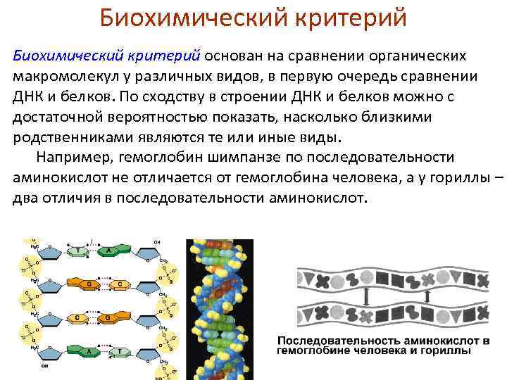 Критерий основан на. Биохимический критерий. Биохимический критерий вида. Биохимический критерий примеры. Биохимический критерий осноывн.