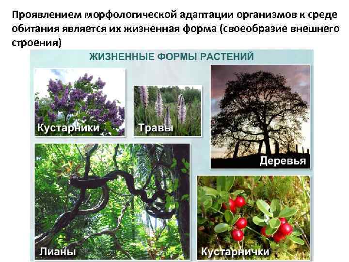 Проявлением морфологической адаптации организмов к среде обитания является их жизненная форма (своеобразие внешнего строения)