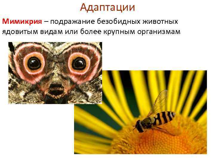 Адаптации Мимикрия – подражание безобидных животных ядовитым видам или более крупным организмам 