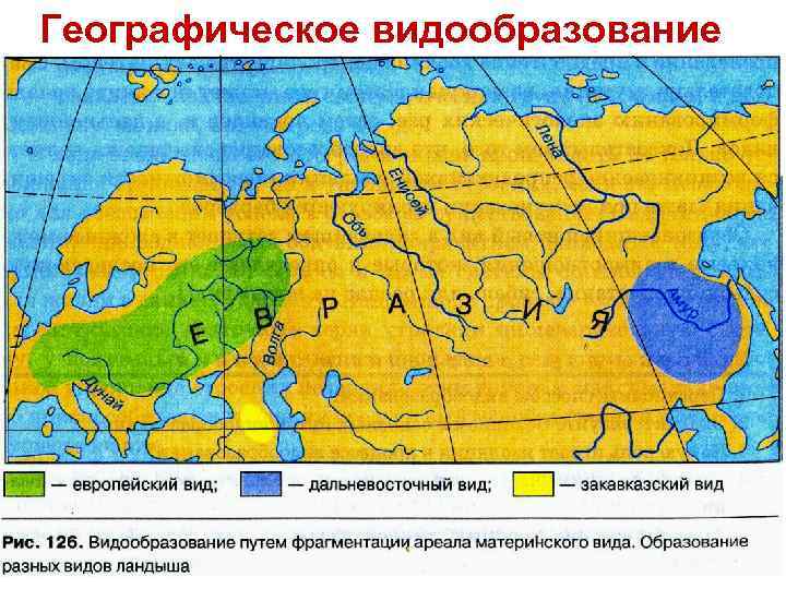 Географическое видообразование 