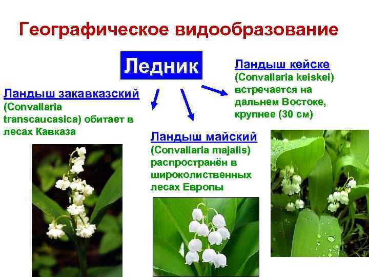 Какие признаки можно обнаружить используя приведенный рисунок ландыша майского