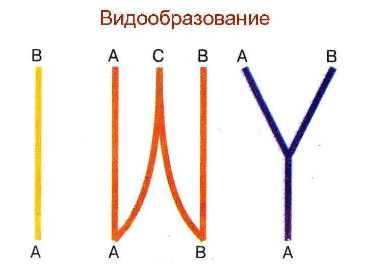 Способы видообразования. Пути видообразования схема. Способы видообразования схема. Типы видообразования три. Способы видообразования по Майеру.