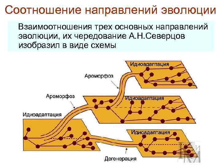 Соотношение направлений эволюции Взаимоотношения трех основных направлений эволюции, их чередование А. Н. Северцов изобразил