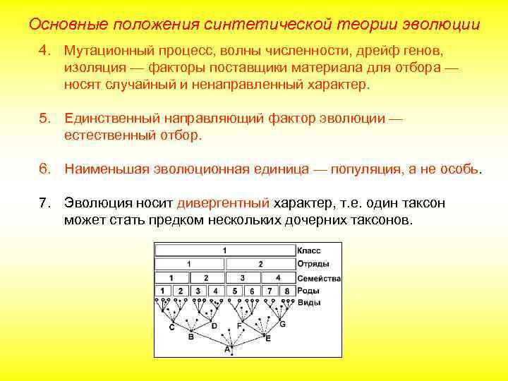 Основные положения синтетической теории эволюции 4. Мутационный процесс, волны численности, дрейф генов, изоляция —