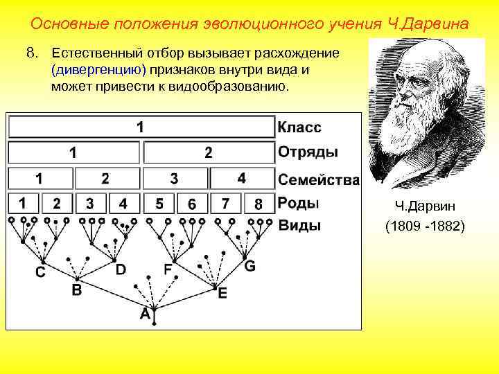 Основные положения эволюционного учения Ч. Дарвина 8. Естественный отбор вызывает расхождение (дивергенцию) признаков внутри