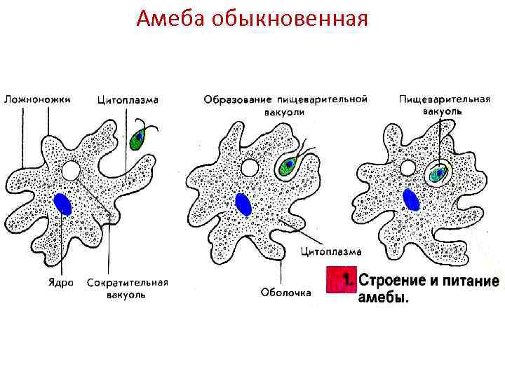 Амеба фото строение