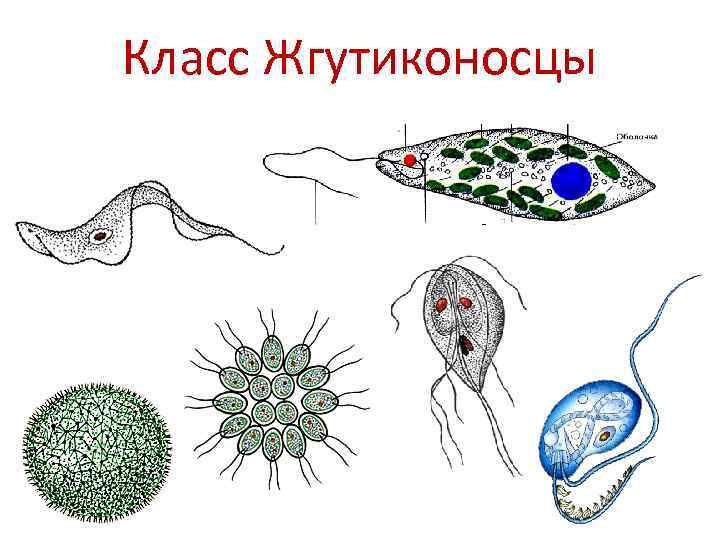 Класс Жгутиконосцы 