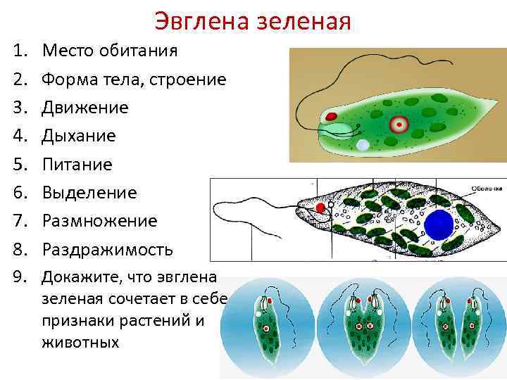 Питание эвглены зеленой