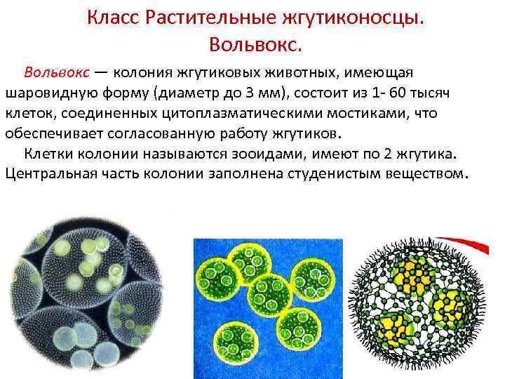 Колониальные организмы презентация 10 класс