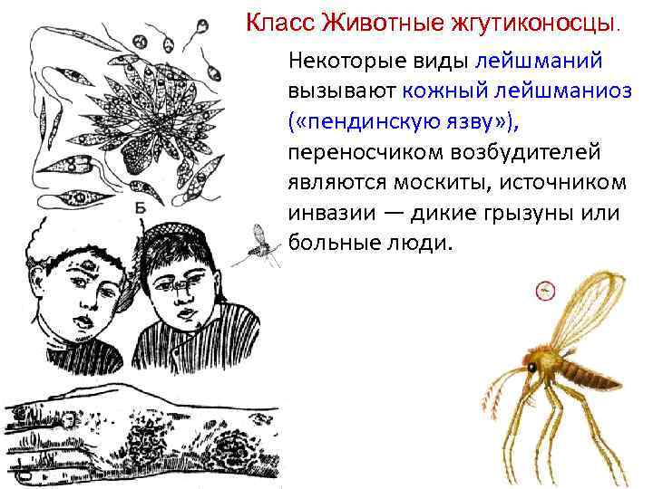 Класс Животные жгутиконосцы. Некоторые виды лейшманий вызывают кожный лейшманиоз ( «пендинскую язву» ), переносчиком