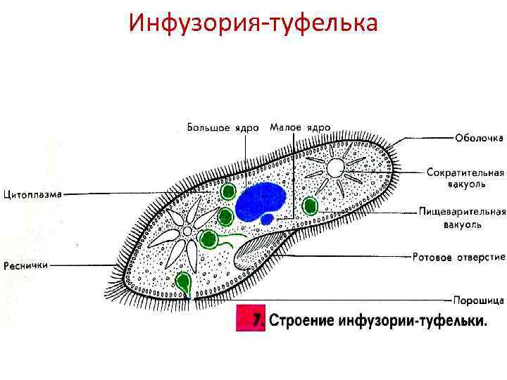 Инфузория туфелька функция