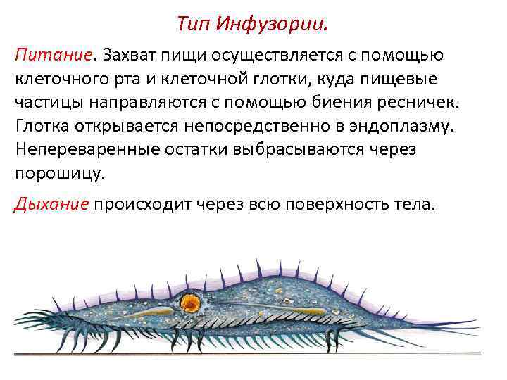 Каким номером на рисунке обозначена стадия жизненного цикла чье строение наиболее сходно с рыбами