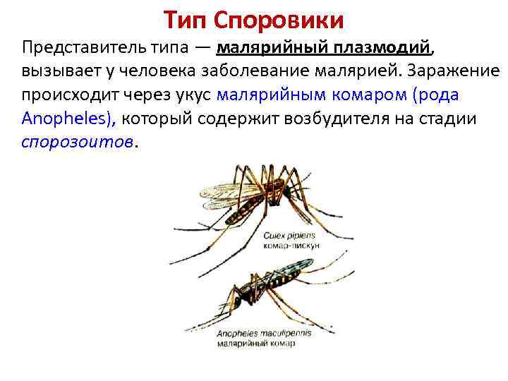 Тип Споровики Представитель типа — малярийный плазмодий, вызывает у человека заболевание малярией. Заражение происходит
