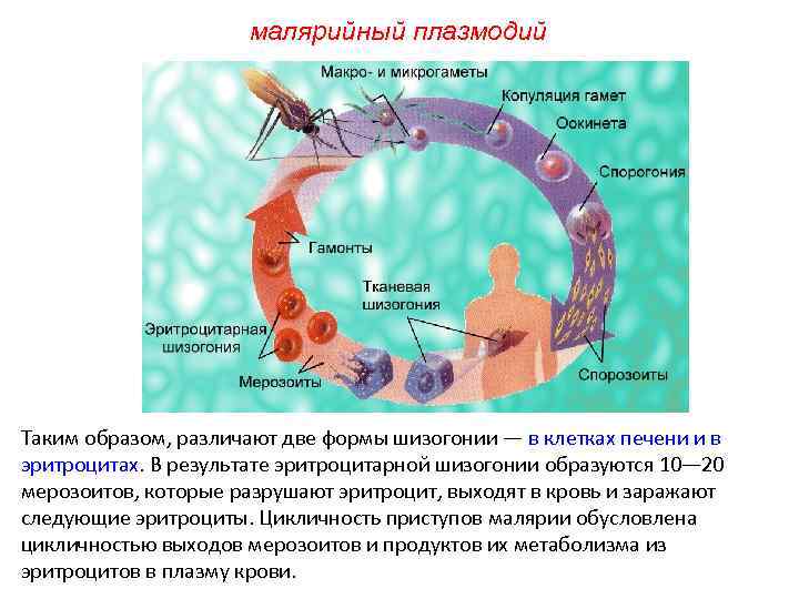 малярийный плазмодий Таким образом, различают две формы шизогонии — в клетках печени и в
