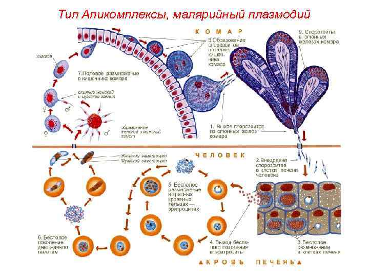 Тип Апикомплексы, малярийный плазмодий 