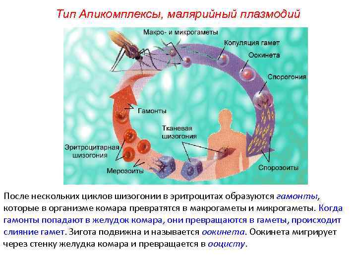 Тип Апикомплексы, малярийный плазмодий После нескольких циклов шизогонии в эритроцитах образуются гамонты, которые в