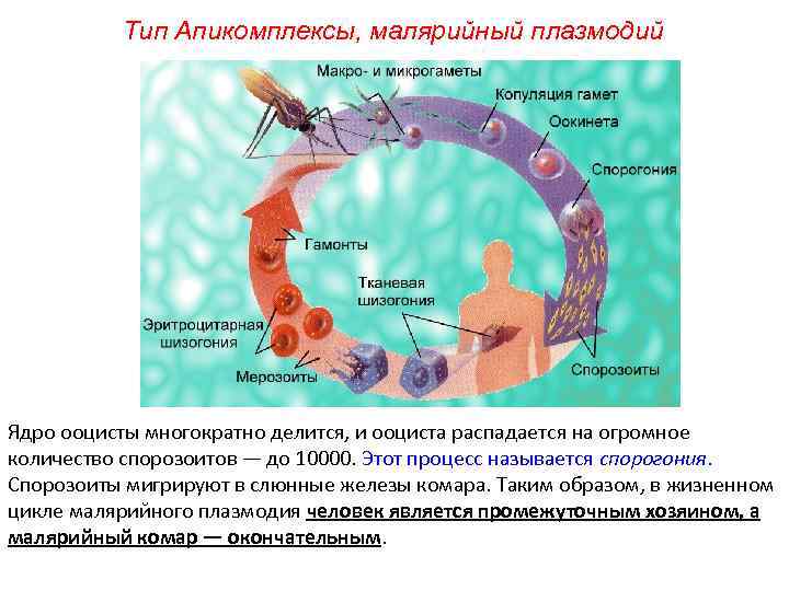Тип Апикомплексы, малярийный плазмодий Ядро ооцисты многократно делится, и ооциста распадается на огромное количество