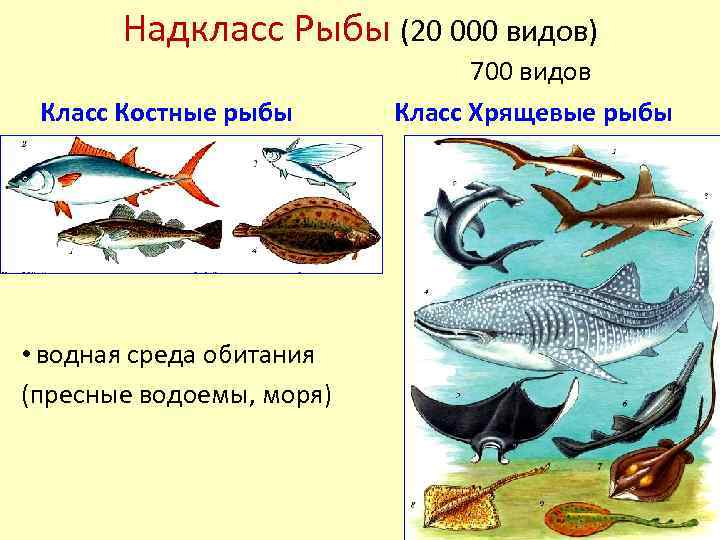 Группы рыб и их значение. Таблица по биологии 7 класс приспособление рыб к условиям обитания. Надкласс рыбы. Класс позвоночных Надкласс рыбы. Классы костных рыб.
