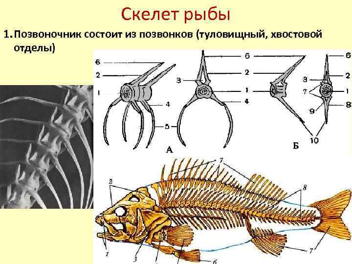 Скелет рыбы рисунок с подписями