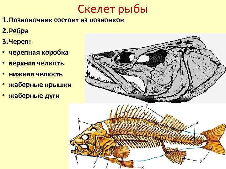 Скелет судака рисунок